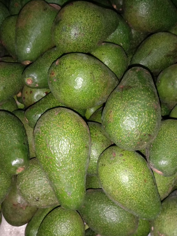 avocado from Kenya
